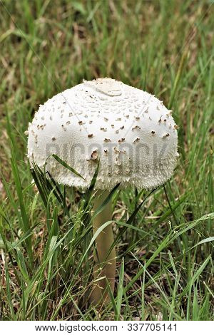 Close-up Of A Green Spored Parasol Mushroom In The Tall Green Grass Of Summer.