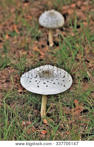 Two White Green Spored Parasol Mushrooms, One In The Blurred Background, In The Brown And Green Gras