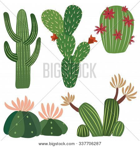 Five Vector Cactus Illustrations With Details In One Single File.