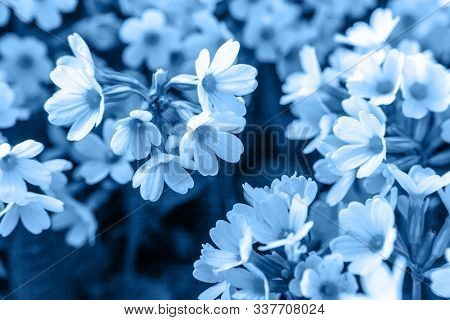 Primrose Blossom Flower Colored In Trendy Color Of Year 2020 Classic Blue. Bright Macro Using Color 