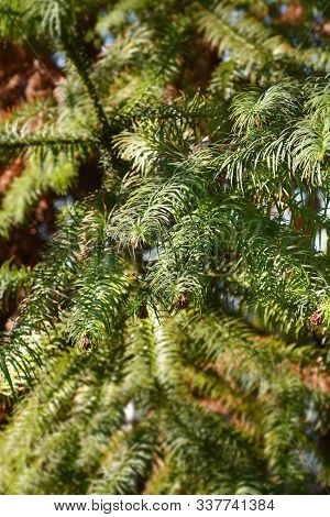 Hayata Tree Branch - Latin Name - Cunninghamia Lanceolata Var. Konishii