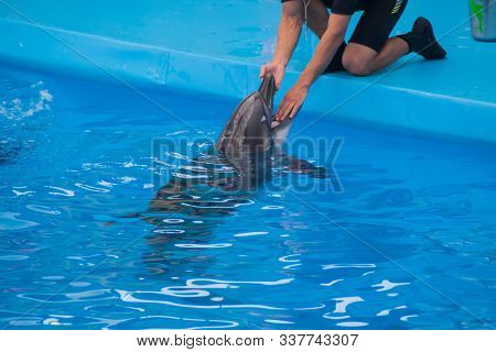 Veterinarian Examines A Trained Dolphin. A Young White Male Vet Put His Hand In The Mouth Of A Dolph