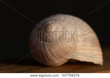 Isolated White Empty House Of A Grapevine Snail Or Escargot Lying On A Wooden Table And The Sun Rays