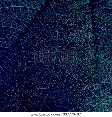 Classic Blue Leaf Texture With Small Drops And Tiny Veins. Trend Color Of 2020