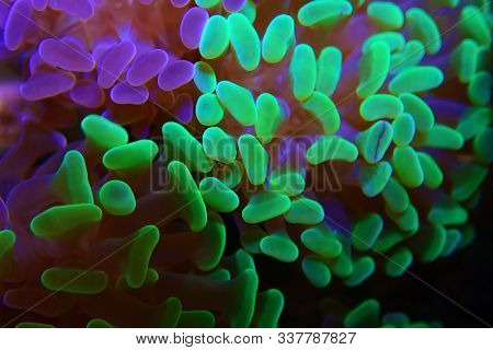 Euphyllia Paraancora Colorful Lps Coral In Closeup Underwater Scene