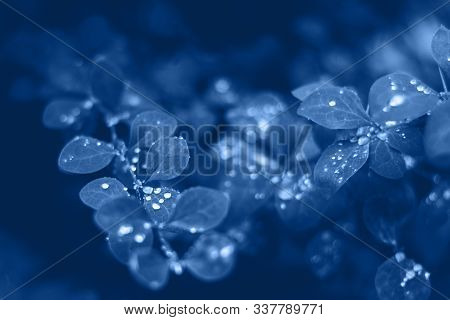 Background With Blue Wet Leaves And Bright Sun With Bokeh Effect