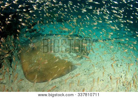 Jenkin's Stingray (Whipray or Ray)