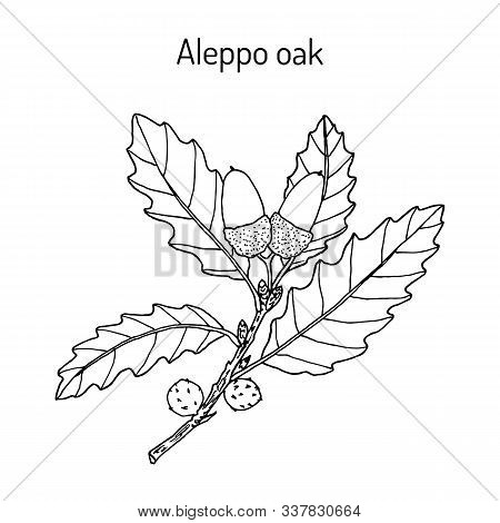 Aleppo Oak Quercus Infectoria , Medicinal Plant. Hand Drawn Botanical Vector Illustration