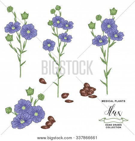 Flax Plant. Hand Drawn Flowers, Branches And Seeds Of Flax. Medical Hebs Collection. Vector Illustra