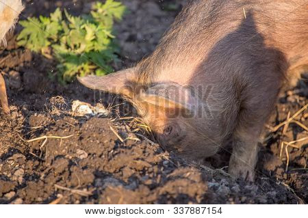 A Piglet Is Digging Up The Soil On A Field Happy To Be Freed