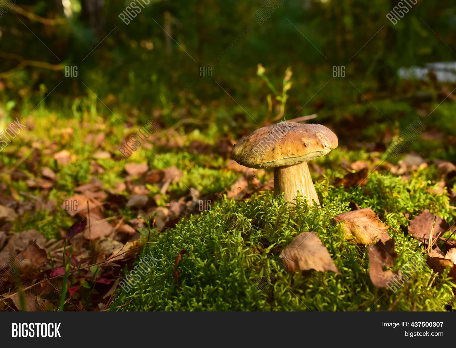 King Pine Bolete Moss Image & Photo (Free Trial) Bigstock