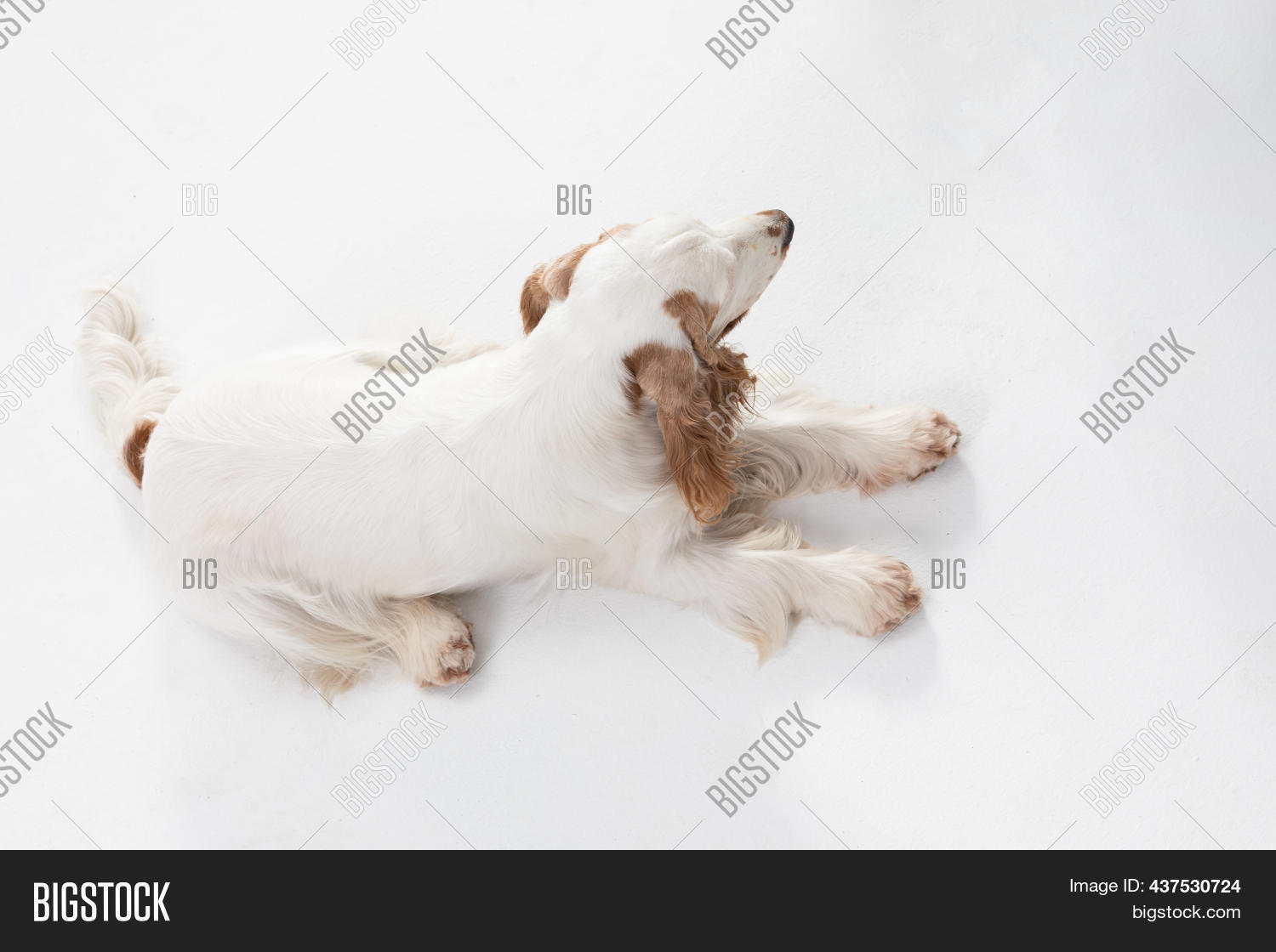 Dog Lying On Belly Image & Photo (Free Trial) Bigstock