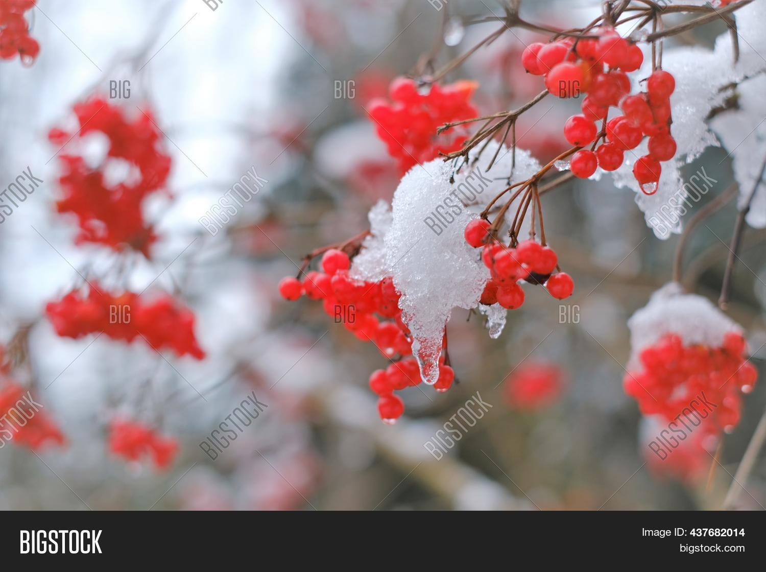 Viburnum Berries. Image & Photo (Free Trial) Bigstock