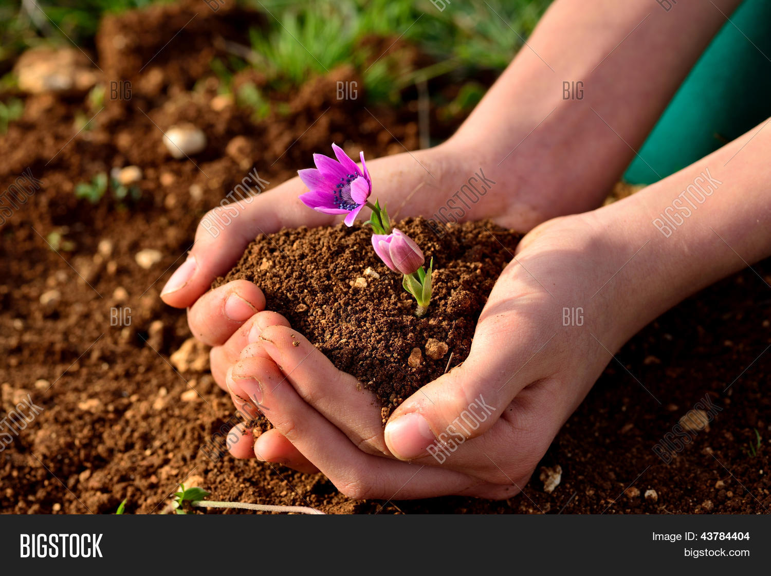 Handful Soil Flower Image & Photo (Free Trial) Bigstock