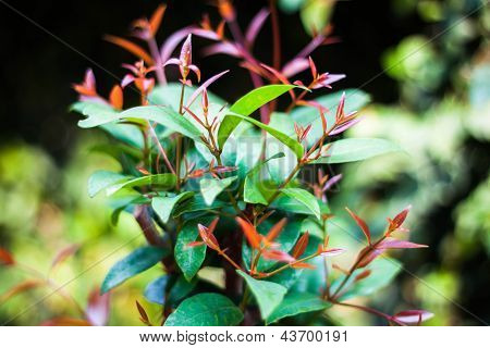 克里斯蒂娜或蒲桃 Campanulatum 叶子