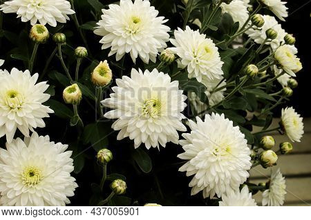 A Background Of White Garden Mums Growing