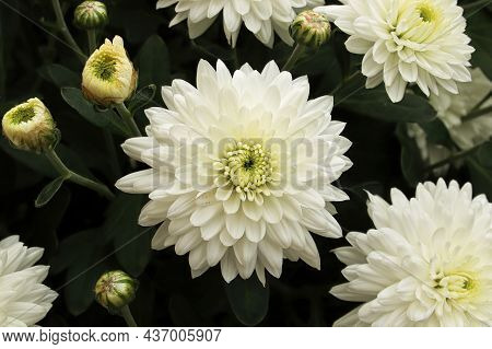 A Background Of White Garden Mums Growing