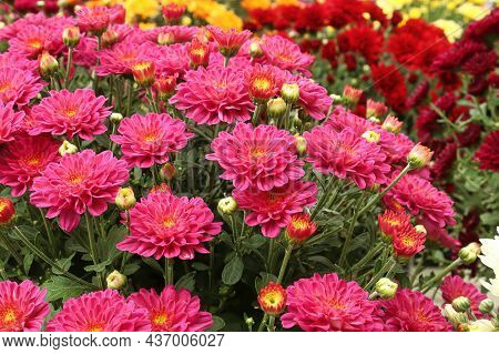 Various Pink Garden Mums In Bloom Between Buds