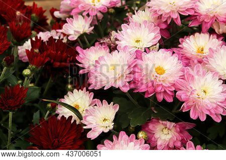 A Mound Of Potted Garden Mums Growing