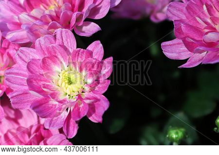 A Backdrop Of Pink Garden Mums With Yellow Centers