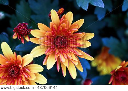 Closeup Of Yellow And Orange Garden Mums With Blue Backgrounds