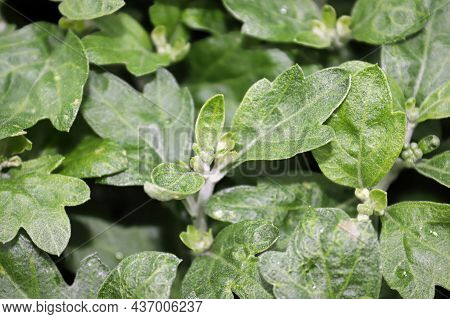 View Of Budding Garden Mums Between Leaves