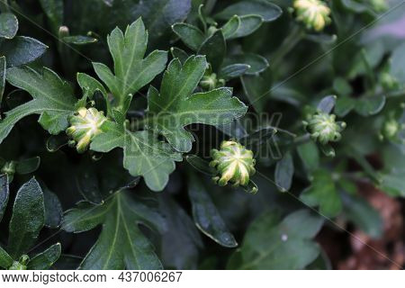 View Of Budding Garden Mums Between Leaves