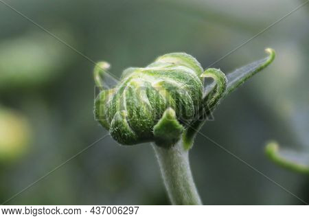 Macro Of A Garden Mum Bud Against A Green Background