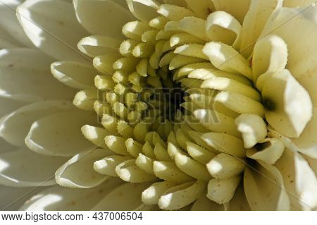 Macro Of A Side View Of A White Garden Mum