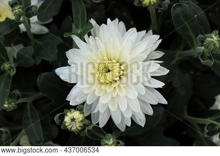 Closeup Of Various White Garden Mums In Bloom