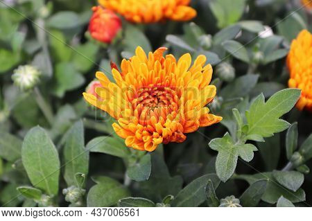 Top View Of An Orange And Yellow Garden Mum Blossoms