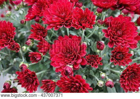 Background Of Various Red Garden Mums Growing
