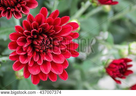 Macro Of A Red Garden Mum With A Blurred Background