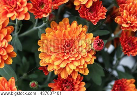 A Background Of Several Orange Garden Mums