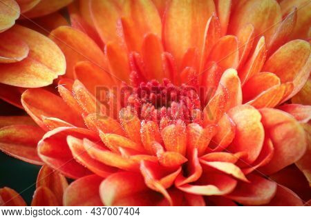 Macro Of The Center Of An Orange Garden Mum