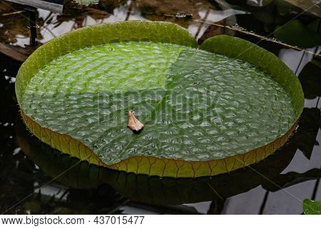 Floating Curvy Leaves Of Victoria Cruziana (santa Cruz Water Lily, Water Platter, Yrupe, Victoria Ar