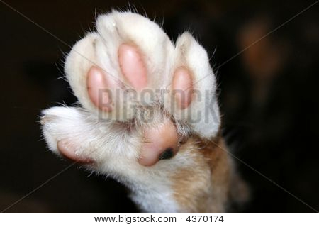 Pata de gato