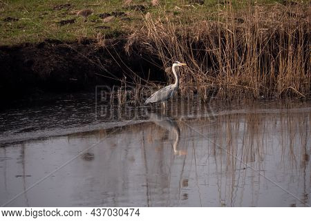 Gray Heron Lagoon Park In Italy Veneto Region