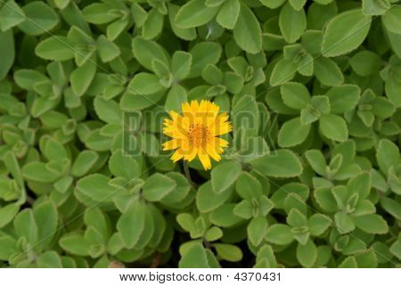 黄色の花