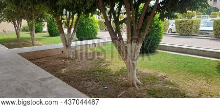 Small Beautiful Image Of Plant And Tree.