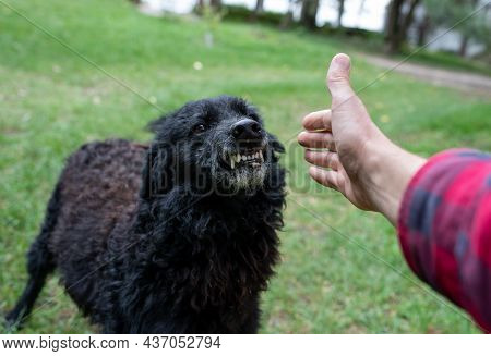 Close Up Of Insecure Dog Showing Teeth To Stranger Who Approaching With Hand To Animal Outside