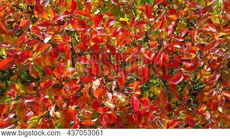 Autumn Leaf Color Background. Shrub Of Cotoneaster Lucidus, Shiny Or Hedge Cotoneaster Branches. Bri