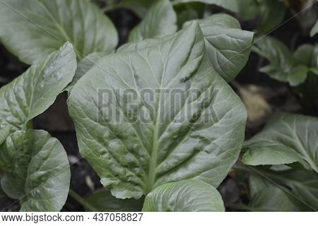 Elephants Ears Leaves - Latin Name - Bergenia Crassifolia
