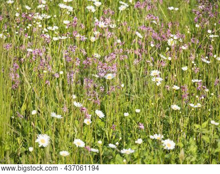 Nature Scene With Blooming Flower Meadow With White Leucanthemum, Shasta Daisy And Pink Lychnis Visc