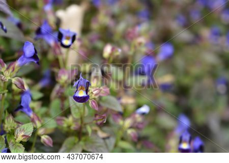 Wishbone Flower - Latin Name - Torenia Fournieri