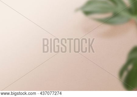 Aesthetic pink background, monstera leaf in minimal design