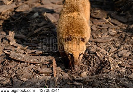 Nasua Is A Genus Of Carnivorous Mammals In The Raccoon Family Procyonidae.