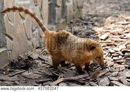 Nasua Is A Genus Of Carnivorous Mammals In The Raccoon Family Procyonidae.