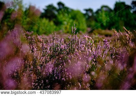 Purple Pink Heather See Through With Trees On The Side. Heathland And Forest Area Called Den Treek H