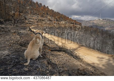 A Dog Looking At A Forest Burnt By Wildfire In The Judea Mountains, Near Jerusalem, Israel.
